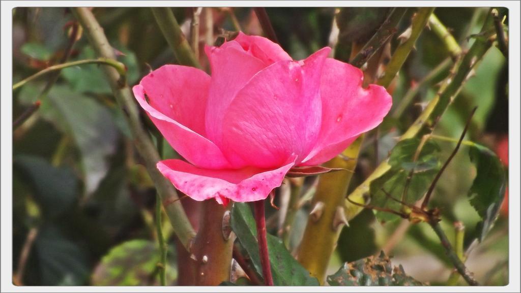 Pousada Das Rosas Campos do Jordão Екстериор снимка